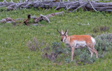 Pronghorn Antelope- Yellowstone