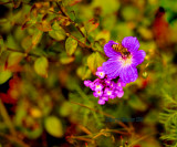 BAA_4016
