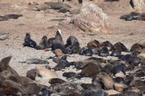 CAPE FUR SEAL