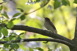 Mindre flugsnappare - Red-breasted flycatcher (Ficedula parva)