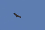 Gsgam - Griffon Vulture (Gyps fulvus)