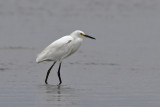 Snowy egret - (Egretta thula)