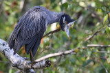 Yellow-crowned night-heron - (Nyctanassa violacea)