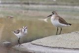 Semipalmated sandpiper - (Calidris pusilla)