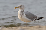 American herring gull - (Larus smithsonianus)