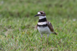 Killdeer - (Charadrius vociferus)