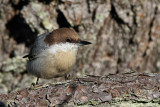 Brown-headed nuthatch - (Sitta pusilla)