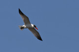 Caspian tern - (Sterna caspia) 