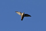 Chimney swift - (Chaetura pelagica)