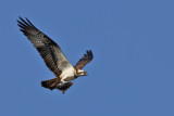 Fiskgjuse - Osprey (Pandion haliaetus)