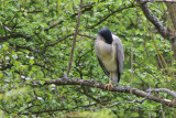 Natthäger - Night Heron (Nycticorax nycticorax)