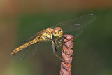 Tegelrd ngstrollslnda -Vagrant Darter (Sympetrum vulgatum)