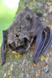 Grskimlig fladdermus - Particoloured bat (Vespertilio murinus)