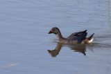 Purpurhna - Purple swamphen (Porphyrio porphyrio) 