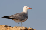 Rdnbbad trut - Audouins gull (Ichthyaetus audouinii)
