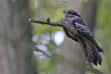 Nattskrra - European Nightjar (Caprimulgus europaeus)