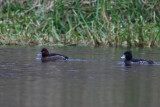 Vitgd dykand - Ferruginous Duck (Aythya nyroca) 