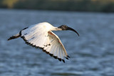 African Sacred Ibis - (Threskiornis aethiopicus)
