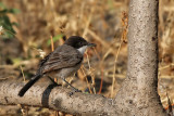 Arabian warbler - (Sylvia leucomelaena)