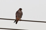 Barbary Falcon - (Falco pelegrinoides)