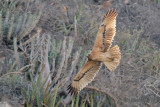 Bonellis Eagle - (Aquila fasciatus)