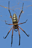 Red-legged Golden Orb-web Spider - (Nephila sumptuosa)