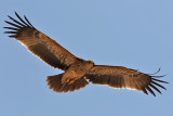 Eastern Imperial Eagle - (Aquila heliaca)