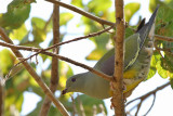 Bruces Green Pigeon - (Treron waalia)