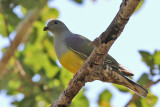 Bruces Green Pigeon - (Treron waalia)