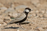 Black-crowned Sparrow-Lark - (Eremopterix nigriceps)