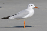 Slender-billed Gull - (Chroicocephalus genei)