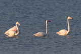 Greater Flamingo - (Phoenicoperus roseus)