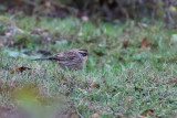 Sibirisk jrnsparv - Siberian accentor (Prunella montanella)