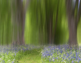 Bluebell Abstracts