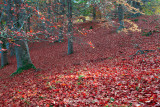 Bed of Autumn