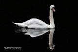 Graceful Swan 2