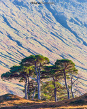 Scottish Pines