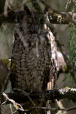 Abyssinian owl