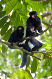 Red-nosed Bearded Saki