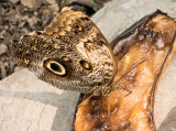 Owl_Butterfly_D71_7854_c_H950.jpg