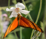 Dryas_iulia_D71_7564_c_nr_H950.jpg