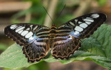 Clipper_Blue_D71_7657_c_nr_H950.jpg