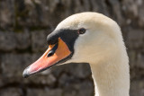 4_Swan_D71_33436_H1080.jpg