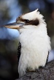 Kookaburra