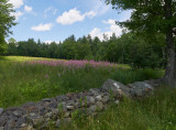 P7141847.jpg