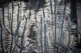 <B>Not Chihuly</B> <BR><FONT SIZE=2>Phoenix, Arizona April 2009</FONT>