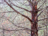 <B>Tree in the Rain</B> <BR><FONT SIZE=2>Callifornia - December 2015</FONT>