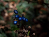 Blue in the Shade -Marin County, California - August - 2015