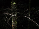 Light Line -Marin County, California - August - 2015