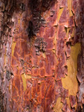 Texture -Marin County, California - August - 2015